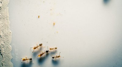 Γιατί τα μυρμήγκια μπαίνουν στο σπίτι σας; Πώς να τα σταματήσετε