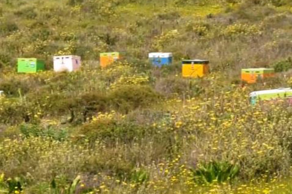 Μυτιλήνη: Σμήνος μελισσών επιτέθηκε σε επιβάτες ΙΧ