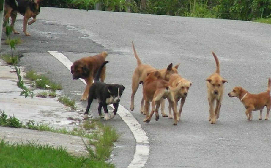 Δικαστήριο αποφάσισε αποζημίωση 200.000 ευρώ για θάνατο 65χρονου από αγέλη σκύλων στην Πυλαία
