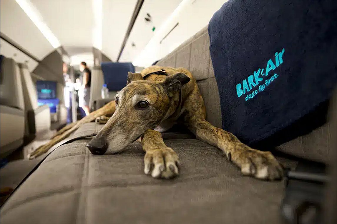 Bark Air: Πλέον οι σκύλοι μπορούν να ταξιδεύουν στην πρώτη θέση