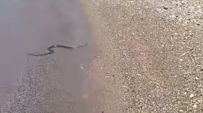 Πανικός στην Πάτρα: Φίδι κολυμπούσε σε παραλία προκαλώντας αναστάτωση - Βίντεο