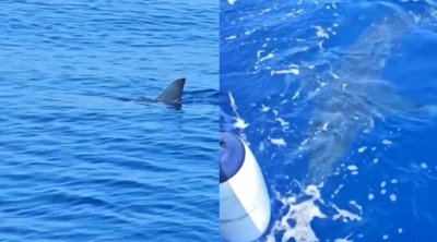 Σοκ στη Λάρνακα: Καρχαρίας κολυμπούσε δίπλα σε σκάφος - Βίντεο