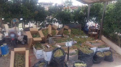 Κρήτη: Πάνω από 1.000 δενδρύλλια και 31 κιλά κάνναβης ανακάλυψαν αστυνομικοί 
