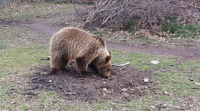 Τι συμβαίνει με τις αρκούδες που κατεβαίνουν όλο και πιο συχνά σε κατοικημένες περιοχές της Δυτ. Μακεδονίας