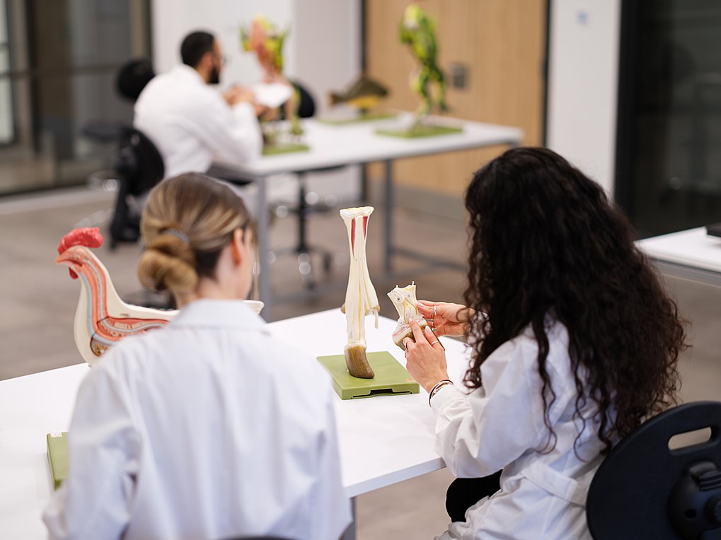 Υποβολή αιτήσεων εισαγωγής στην Κτηνιατρική Σχολή του Ευρωπαϊκού Πανεπιστημίου Κύπρου