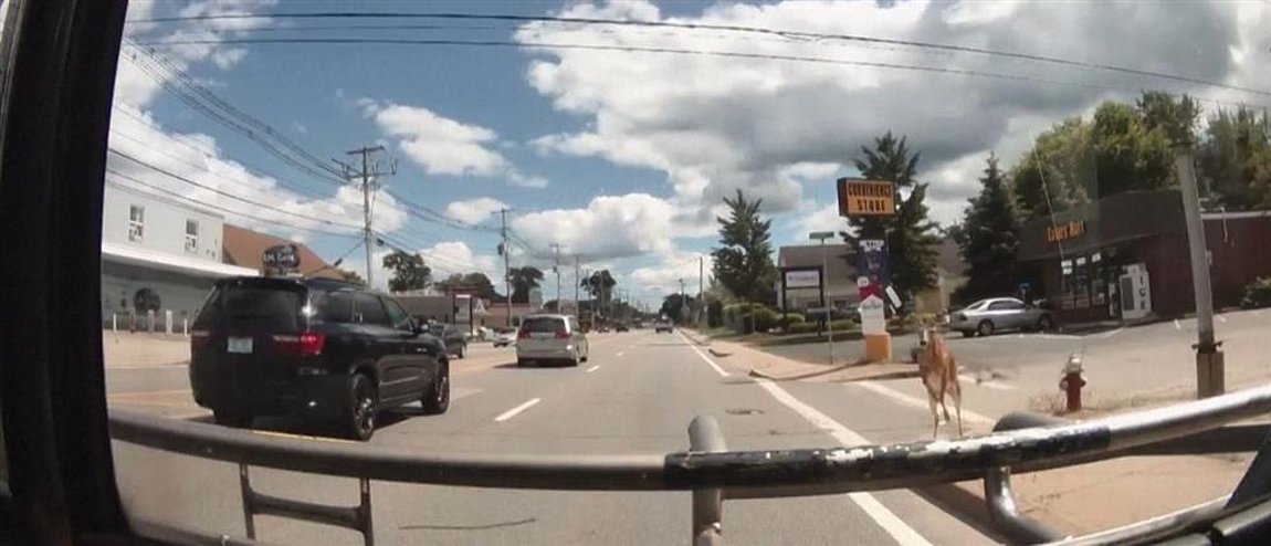 ΗΠΑ: Ελάφι… καρφώθηκε σε λεωφορείο – ΒΙΝΤΕΟ