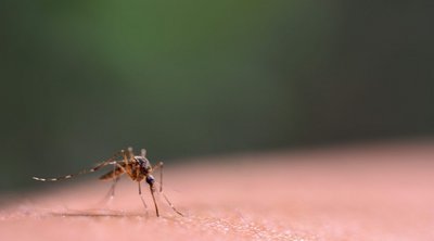 Τσίμπημα από κουνούπι: Τι μπορεί να προκαλέσει – Πώς να προφυλαχθείτε