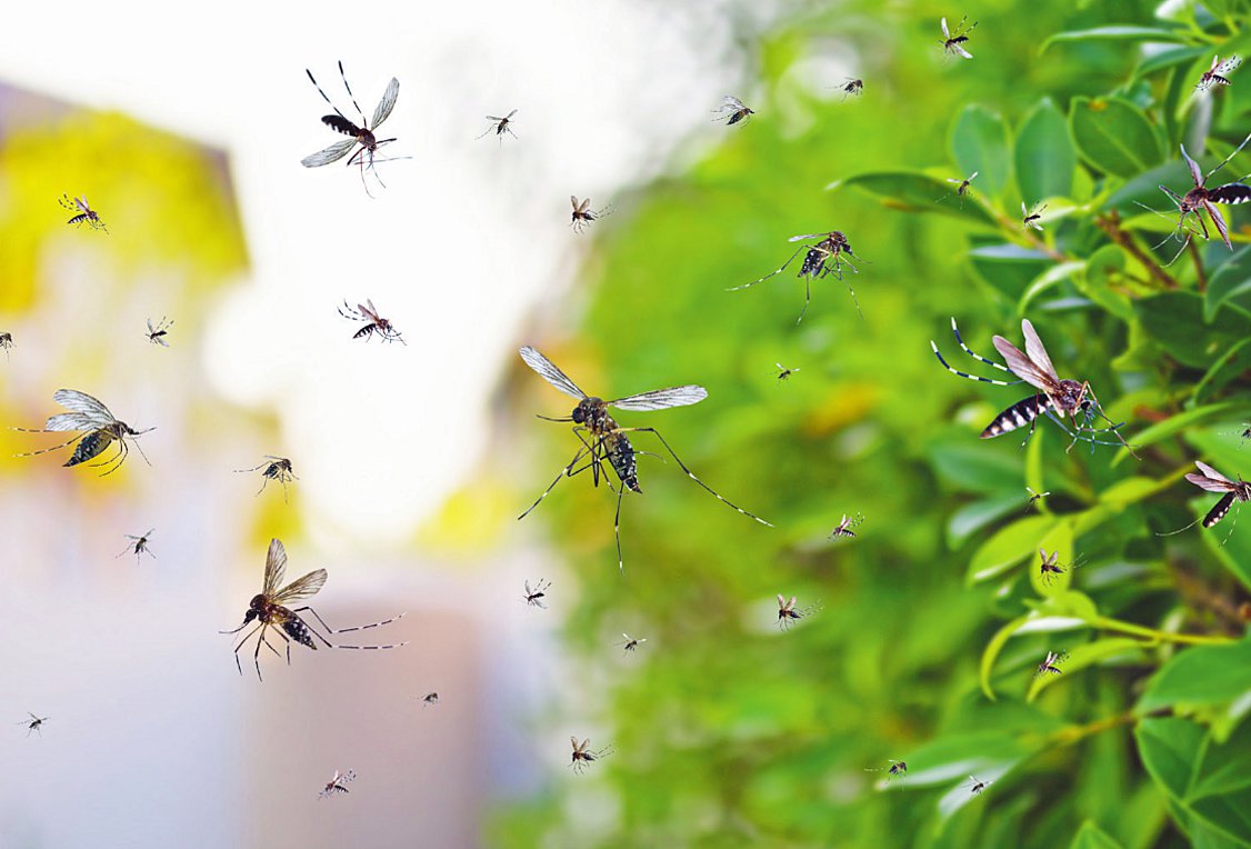 Σήμα κινδύνου για τα κουνούπια