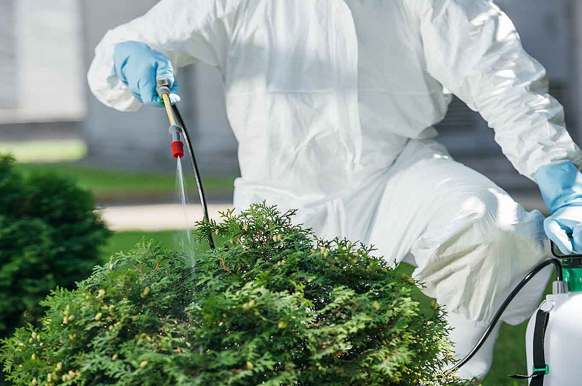 Λάρισα: Κατακλύστηκε από ιπτάμενες κατσαρίδες «Σβαρτσενέγκερ» – Γιατί αυξήθηκαν