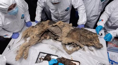 Ρωσία: Βρέθηκε λύκος 44.000 ετών - Τι μελετούν οι επιστήμονες