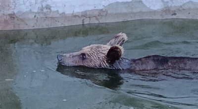 Αρκούδα εγκλωβίστηκε σε δεξαμενή νερού και βγήκε με αυτοσχέδια ράμπα - ΕΙΚΟΝΕΣ