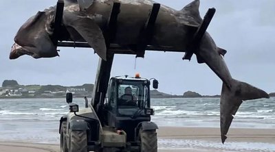Ανυψωτικό απομακρύνει καρχαρία 7,5 μέτρων από παραλία - ΒΙΝΤΕΟ