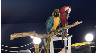 Χαλκιδική: Εκοψε τα φτερά παπαγάλων για να τους φωτογραφίζει με περαστικούς - Πρόστιμο 20.000 ευρώ