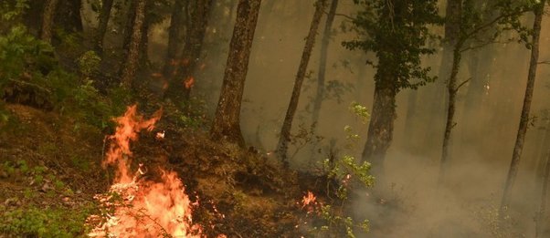 Αττική: Στάχτη έγιναν 5.551 στρέμματα από τις πυρκαγιές του περασμένου Σαββατοκύριακου