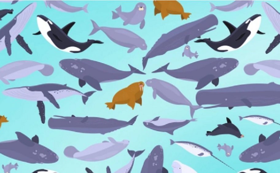 Τεστ οπτικού IQ: Μόνο το 1% μπορεί να εντοπίσει τη φάλαινα μπελούγκα σε 7 δευτερόλεπτα!
