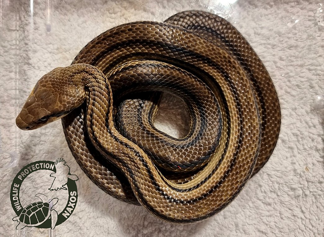 Βρήκαν φίδι εγκλωβισμένο μέσα σε σπίτι της Νάξου