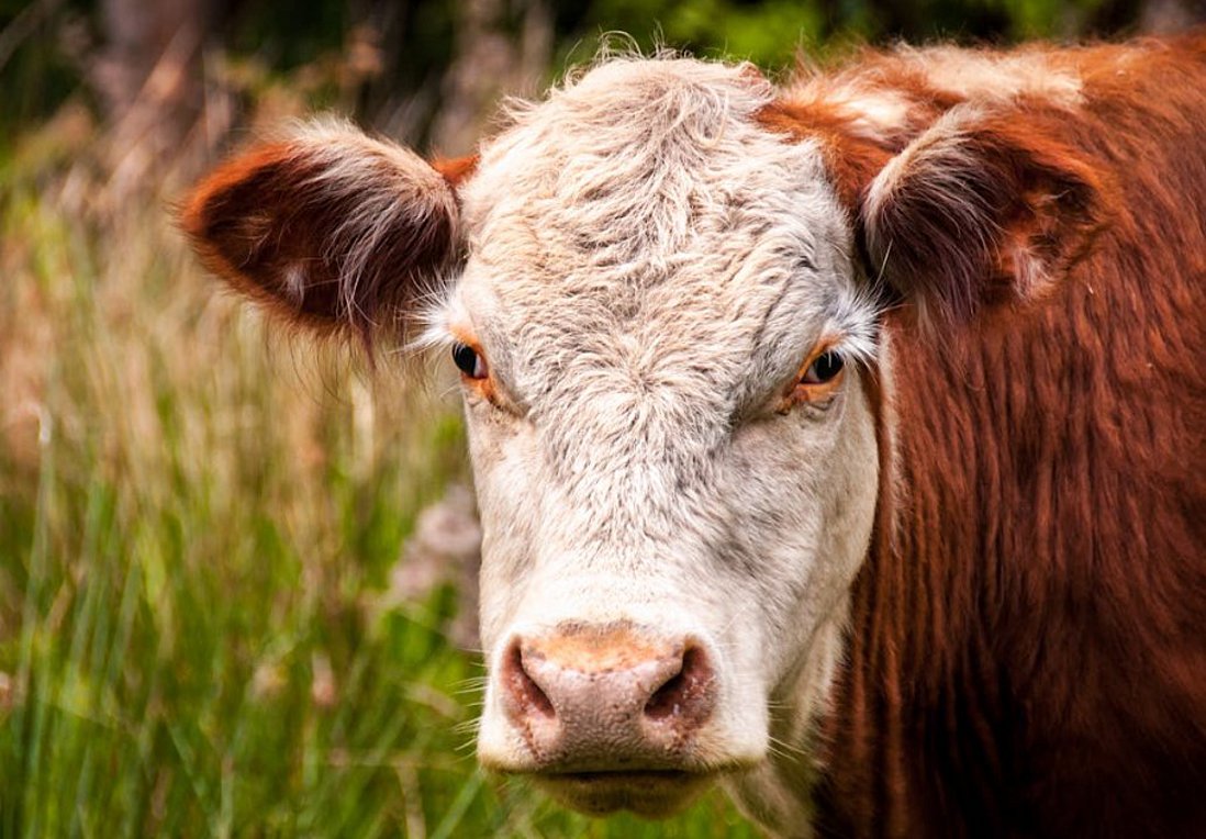 Γιατί οι αγελάδες είναι επικίνδυνες για να ξεκινήσει μία πανδημία Η5Ν1