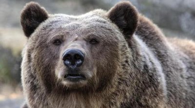 Ιταλία: Ένας Γάλλος τουρίστας τραυματίστηκε από μία αρκούδα στο βόρειο τμήμα της χώρας