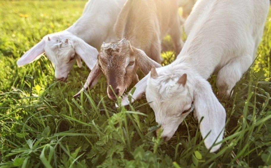 Πανώλη στα αιγοπρόβατα: 12 ερωτήσεις και απαντήσεις - Τι πρέπει να ξέρουμε