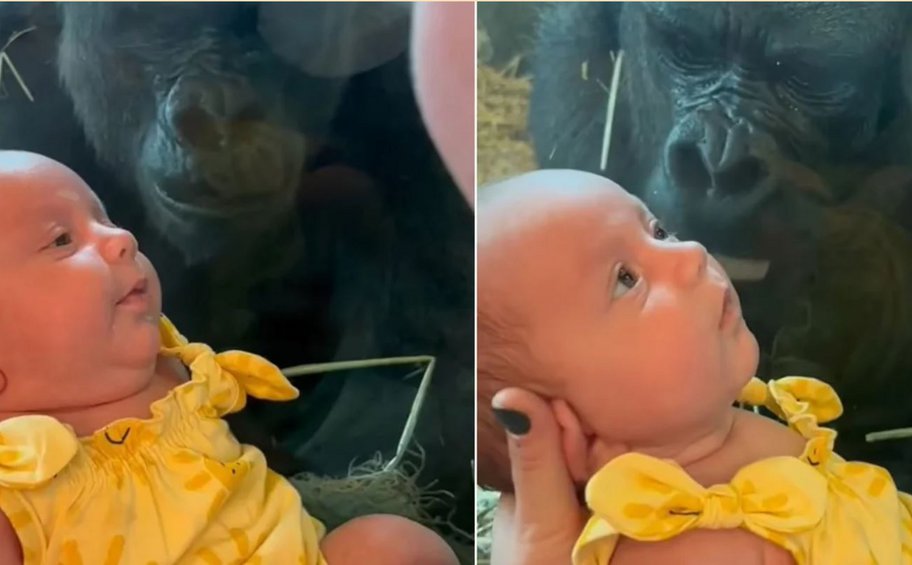 Γορίλας προσπαθεί να φιλήσει μωρό μέσα από γυαλί σε ζωολογικό κήπο: Το viral βίντεο