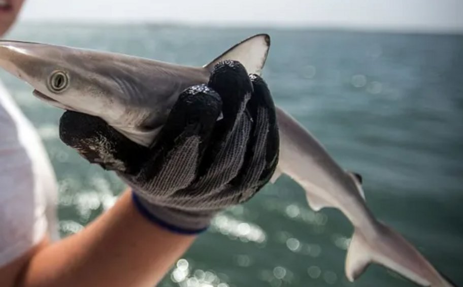 Καρχαρίες βρέθηκαν θετικοί σε κοκαΐνη στη Βραζιλία