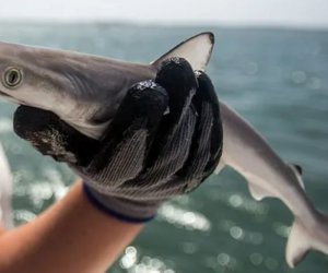 Καρχαρίες βρέθηκαν θετικοί σε κοκαΐνη στη Βραζιλία