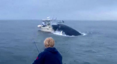 ΗΠΑ: Φάλαινα πέφτει σε βάρκα και εκτοξεύει στον αέρα τους ψαράδες - ΒΙΝΤΕΟ