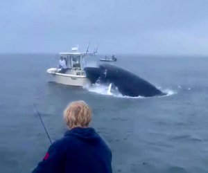 ΗΠΑ: Φάλαινα πέφτει σε βάρκα και εκτοξεύει στον αέρα τους ψαράδες - ΒΙΝΤΕΟ