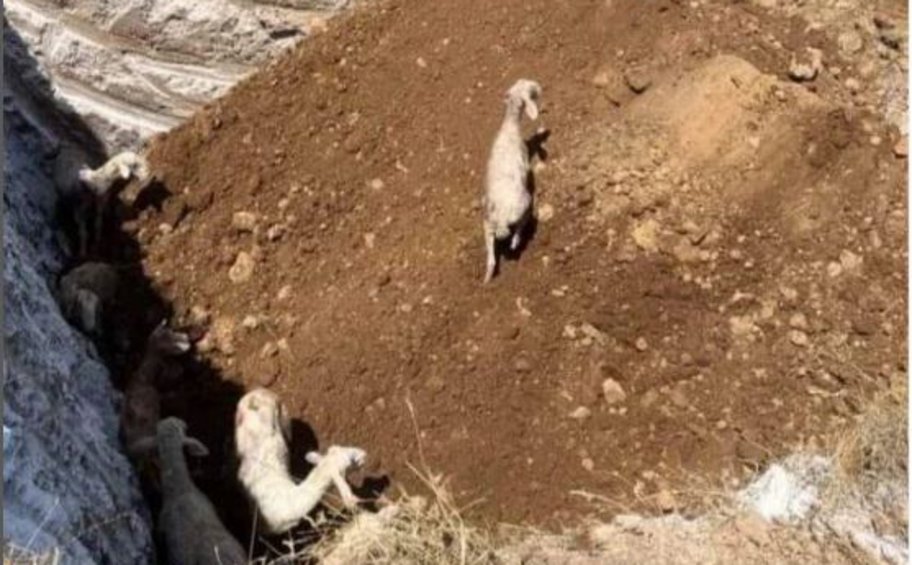 Φρίκη στα Τρίκαλα: Έθαψαν ζωντανά πρόβατα που νοσούσαν από πανώλη