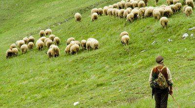 Πανώλη σε ανθρώπους: Συμπτώματα – Είναι μεταδοτική από το πρόβατο στον άνθρωπο; Τι απαντούν οι ειδικοί