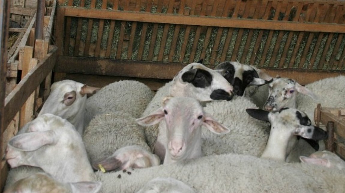 Πανώλη προβάτων: Περιοριστικά μέτρα στην Αχαΐα για την αποφυγή εξάπλωσης