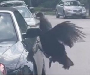 ΗΠΑ: Viral η γαλοπούλα που... βανδάλισε αυτοκίνητο στη Βοστώνη - «Το τσιμπούσε επί 15 λεπτά»