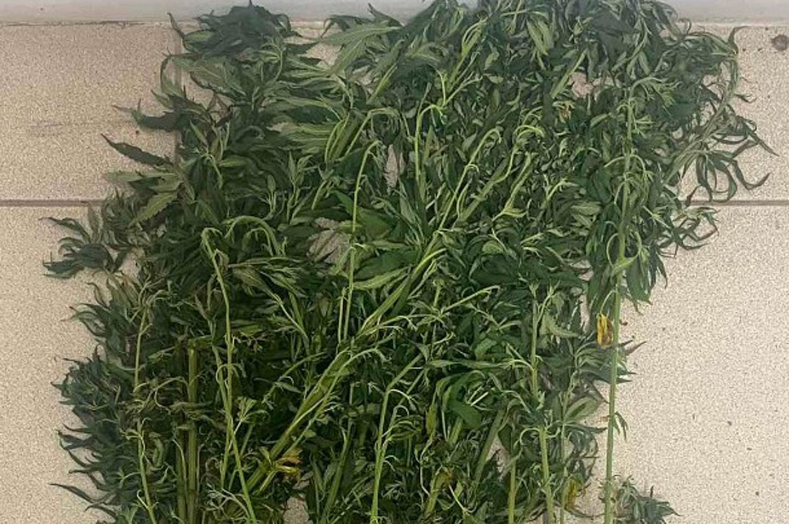 Κατερίνη: Για καλλιέργεια δενδρυλλίων κάνναβης συνελήφθη ένα άτομο