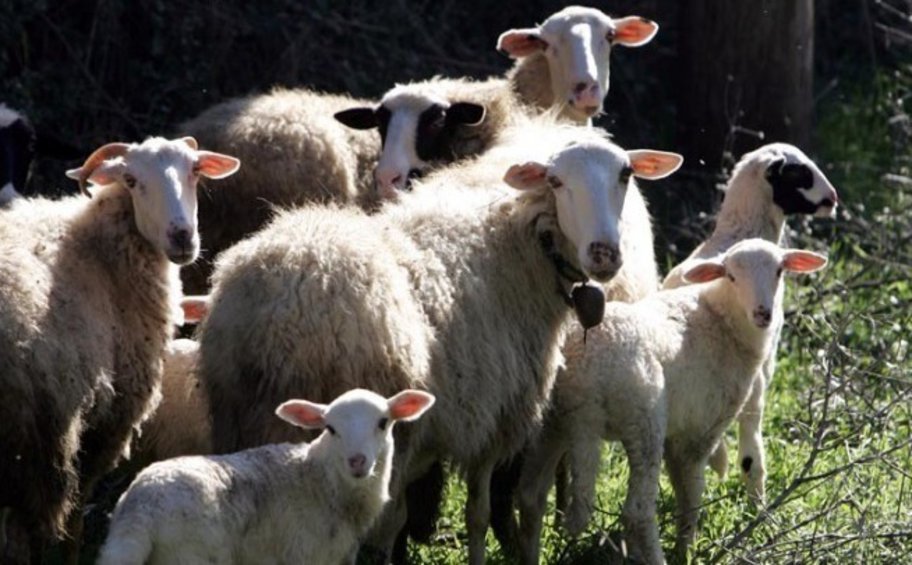 Αιγοπρόβατα: Στα 22 έφτασαν τα κρούσματα πανώλης