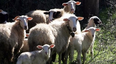 Αιγοπρόβατα: Στα 22 έφτασαν τα κρούσματα πανώλης