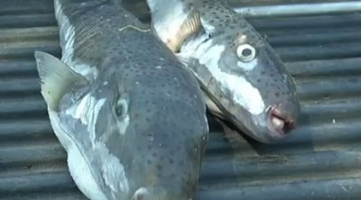 Λαγοκέφαλοι: Προκαλούν μέχρι και ακρωτηριασμό με δάγκωμά τους – Ανησυχία σε ψαράδες και λουόμενους
