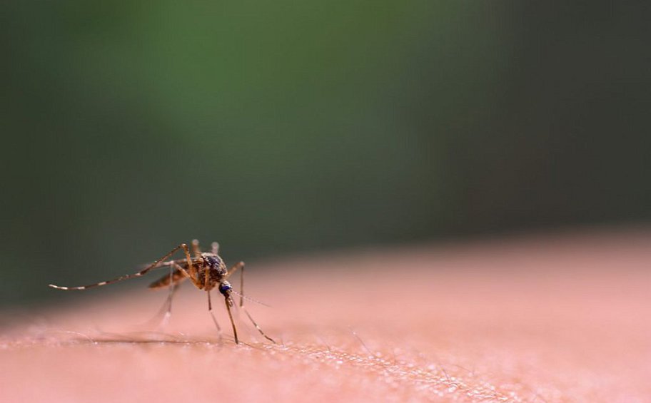 Ισπανικό εργαστήριο στειρώνει κουνούπια για την καταπολέμηση του δάγκειου πυρετού