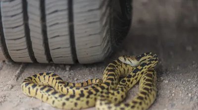 Το Νο.1 Σημάδι ότι υπάρχει φίδι στο αυτοκίνητο