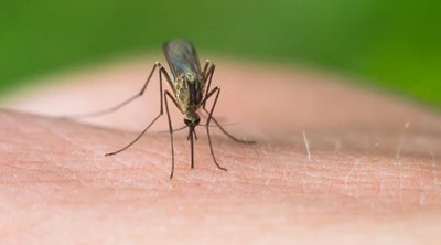 Ιός του Δυτικού Νείλου: Ο ΕΟΔΥ καλεί τους πολίτες να προφυλαχθούν από τα κουνούπια