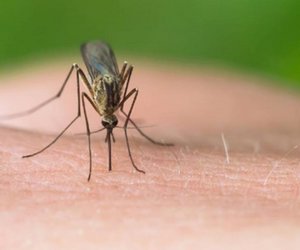 Ιός του Δυτικού Νείλου: Ο ΕΟΔΥ καλεί τους πολίτες να προφυλαχθούν από τα κουνούπια
