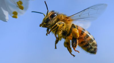 Μέλισσα στο αυτοκίνητο: Τι να κάνετε αν μπει ενώ οδηγείτε