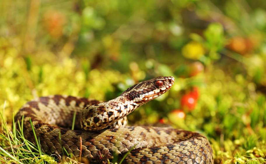 7 σημάδια ότι υπάρχουν φίδια στην αυλή σας – Πώς να τα αντιμετωπίσετε