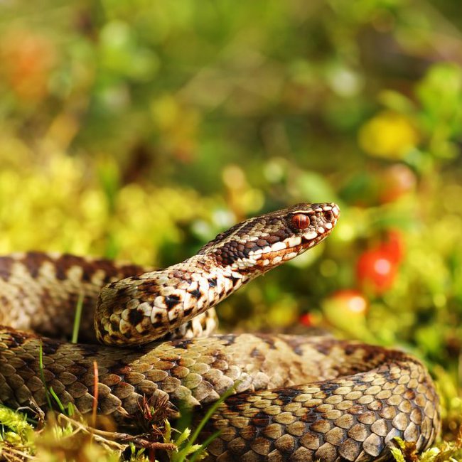 7 σημάδια ότι υπάρχουν φίδια στην αυλή σας – Πώς να τα αντιμετωπίσετε