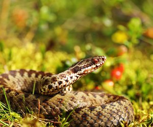 7 σημάδια ότι υπάρχουν φίδια στην αυλή σας – Πώς να τα αντιμετωπίσετε