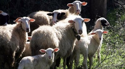 Πανώλη: Νέα μεγάλη επιχείρηση σε κτηνιατρικές μονάδες στη Δυτική Ελλάδα – Εντείνονται οι έλεγχοι
