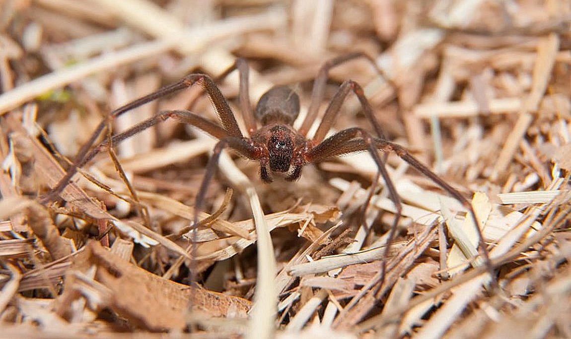 Θάνατος 48χρονου στον Πύργο: Τι έδειξε η ιατροδικαστική εξέταση