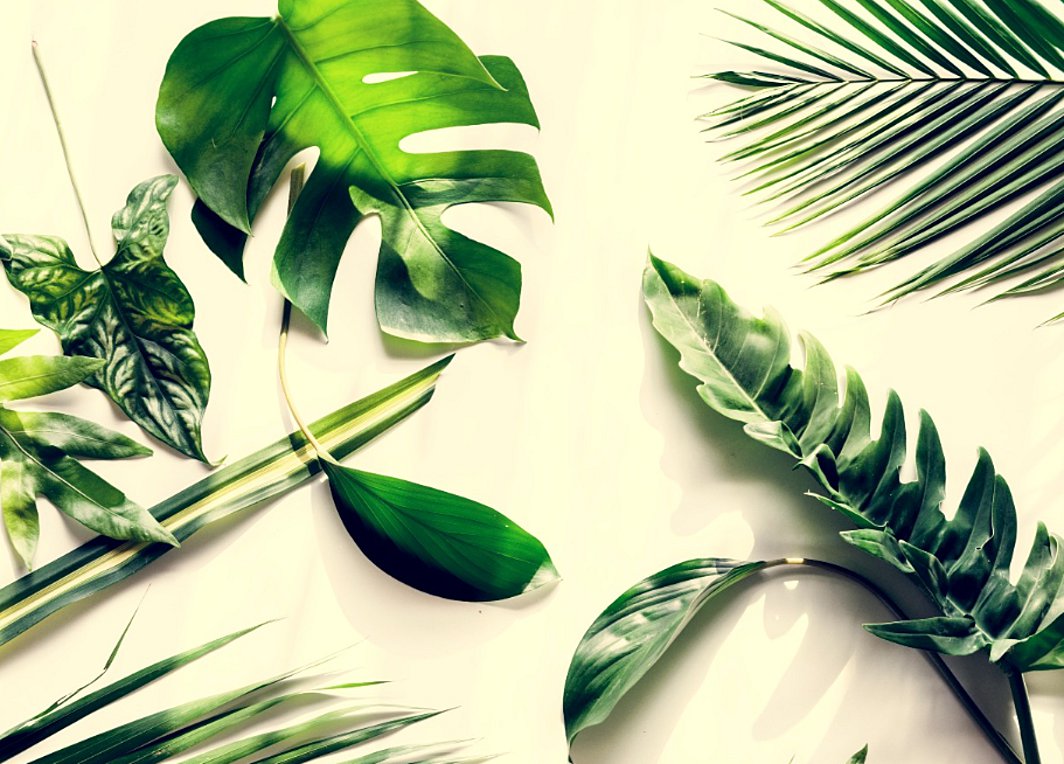 Τρία φυτά ιδανικά για το μπάνιο σας – Απορροφούν την υγρασία