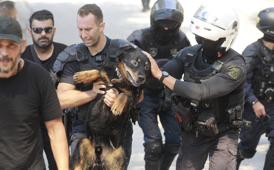 Φωτιά στην Αττική: Πού βρίσκονται τα ζώα συντροφιάς που απομακρύνθηκαν από τις φλόγες