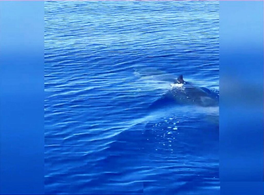 Εύβοια: Στα δίχτυα ψαρά λευκός καρχαρίας – ΒΙΝΤΕΟ