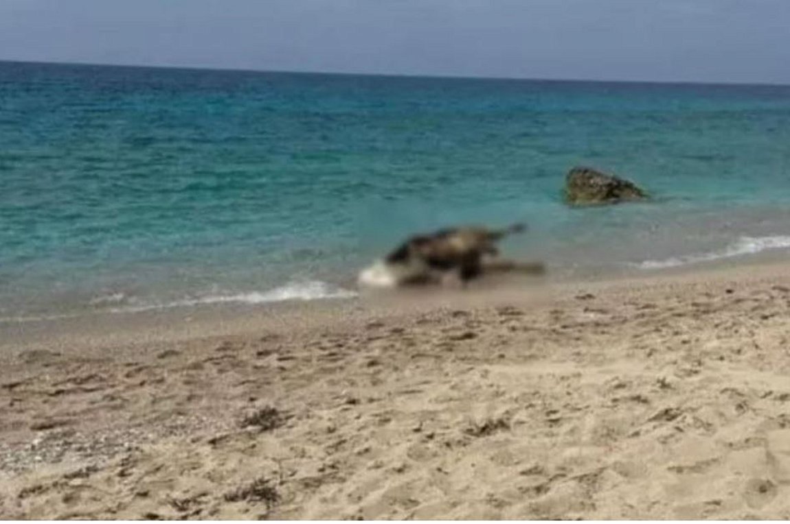 Λευκάδα: Νεκρές αγελάδες ξεβράστηκαν σε παραλίες – ΕΙΚΟΝΕΣ